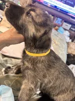 Bertha , a female Irish Wolfhound for sale in Thompson Falls, MT – 6 of 8