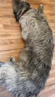 SAMSON 907-575-2003, a male Irish Wolfhound for sale in Thompson Falls, MT – 3 of 3