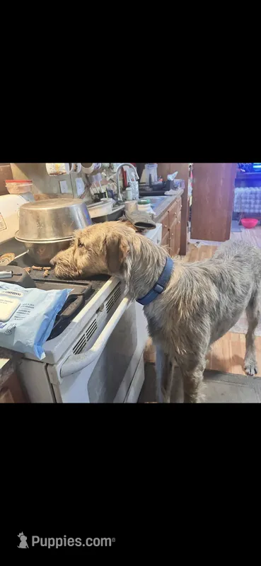 Reba 907-575-2003 – Irish Wolfhound puppy for sale in Thompson Falls, MT