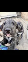 Bertha 907)575-2003, a female Irish Wolfhound for sale in Thompson Falls, MT – 6 of 9