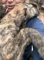 Barbie 907-575-2003, a female Irish Wolfhound for sale in Thompson Falls, MT – 7 of 9