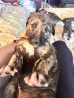 Capone, a male Irish Wolfhound for sale in Thompson Falls, MT – 5 of 10