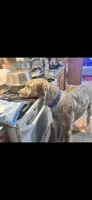Bear 907-575-2003, a male Irish Wolfhound for sale in Thompson Falls, MT – 3 of 10