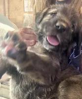 Bertha , a female Irish Wolfhound for sale in Thompson Falls, MT – 3 of 8