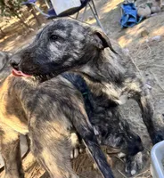 Brooke 907-575-2003, a female Irish Wolfhound for sale in Thompson Falls, MT – 5 of 9