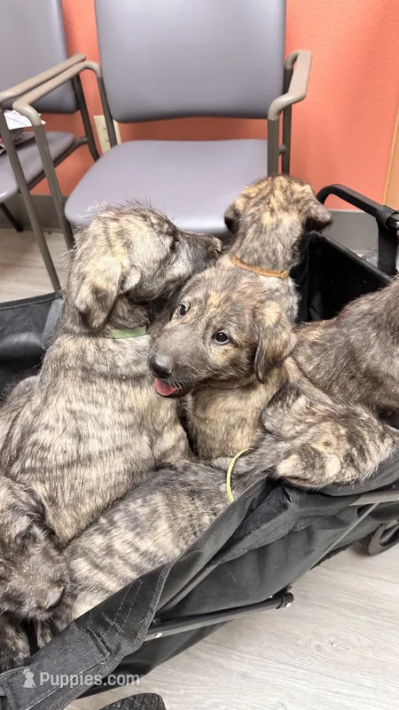 Haven 907-575-2003 – Irish Wolfhound puppy for sale in Thompson Falls, MT