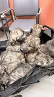 Haven 907-575-2003, a female Irish Wolfhound for sale in Thompson Falls, MT – 1 of 7