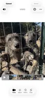 Brooke 907-575-2003, a female Irish Wolfhound for sale in Thompson Falls, MT – 6 of 9