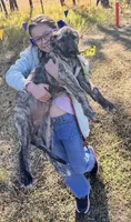 Brooke 907-575-2003, a female Irish Wolfhound for sale in Thompson Falls, MT – 9 of 9