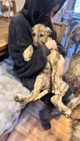 Barbie 907-575-2003, a female Irish Wolfhound for sale in Thompson Falls, MT – 2 of 9