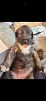 Bear, a male Irish Wolfhound for sale in Thompson Falls, MT – 7 of 7