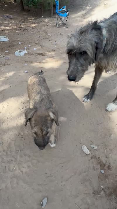Haven 907-575-2003, a female Irish Wolfhound for sale in Thompson Falls, MT – 6 of 7