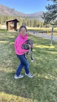 Brooke 907-575-2003, a female Irish Wolfhound for sale in Thompson Falls, MT – 7 of 9