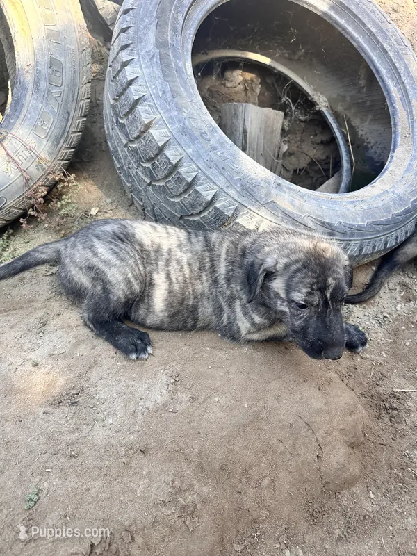 Bertha 907-575-2003 – Irish Wolfhound puppy for sale in Thompson Falls, MT