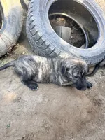Bertha 907-575-2003, a female Irish Wolfhound for sale in Thompson Falls, MT – 1 of 9