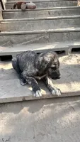 Bertha 907)575-2003, a female Irish Wolfhound for sale in Thompson Falls, MT – 1 of 9