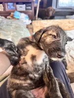 Capone, a male Irish Wolfhound for sale in Thompson Falls, MT – 2 of 10