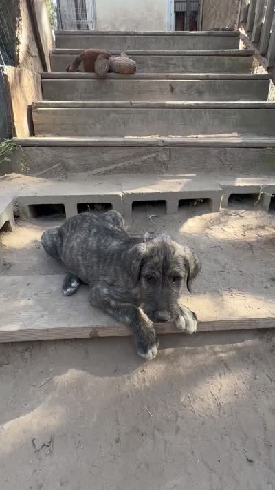 Bertha 907)575-2003, a female Irish Wolfhound for sale in Thompson Falls, MT – 4 of 9