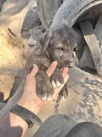 Bear 907-575-2003, a male Irish Wolfhound for sale in Thompson Falls, MT – 2 of 9