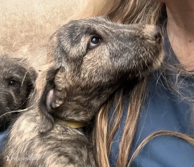 Barbie 907-575-2003 – Irish Wolfhound puppy for sale in Thompson Falls, MT