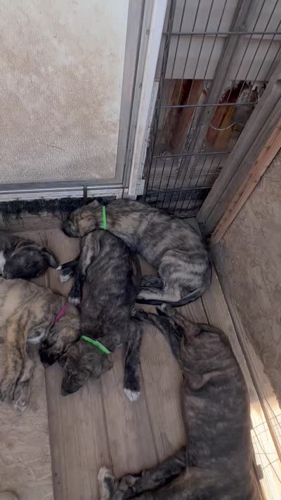 Bertha 907)575-2003, a female Irish Wolfhound for sale in Thompson Falls, MT – 8 of 9
