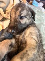 Bear, a male Irish Wolfhound for sale in Thompson Falls, MT – 6 of 7