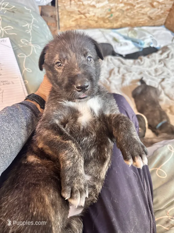 Bear – Irish Wolfhound puppy for sale in Thompson Falls, MT