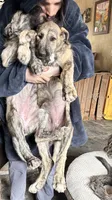 Barbie 907-575-2003, a female Irish Wolfhound for sale in Thompson Falls, MT – 5 of 9