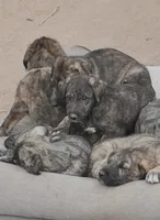 Bertha 907)575-2003, a female Irish Wolfhound for sale in Thompson Falls, MT – 2 of 9