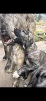 Reba 907-575-2003, a female Irish Wolfhound for sale in Thompson Falls, MT – 3 of 6