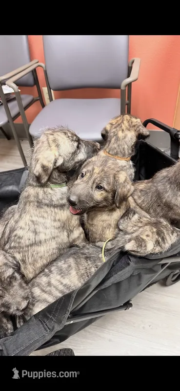 Bertha 907-575-2003 – Irish Wolfhound puppy for sale in Thompson Falls, MT