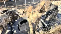 Barbie 907-575-2003, a female Irish Wolfhound for sale in Thompson Falls, MT – 3 of 9
