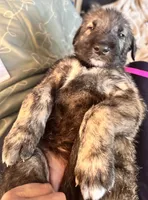 Bertha , a female Irish Wolfhound for sale in Thompson Falls, MT – 2 of 8