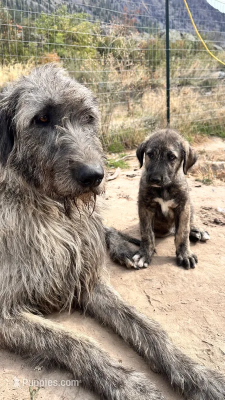 SAMSON 907-575-2003 – Irish Wolfhound puppy for sale in Thompson Falls, MT