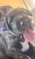Bear, a male Irish Wolfhound for sale in Thompson Falls, MT – 5 of 7