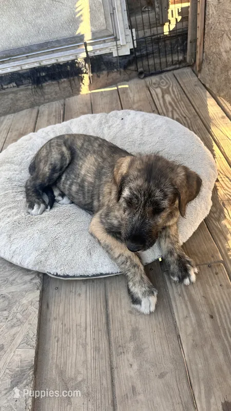 Haven 907-575-2003 – Irish Wolfhound puppy for sale in Thompson Falls, MT