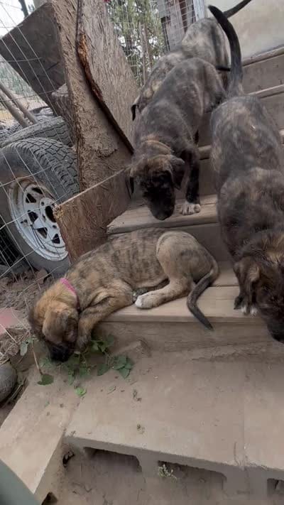 Reba 907-575-2003, a female Irish Wolfhound for sale in Thompson Falls, MT – 6 of 6