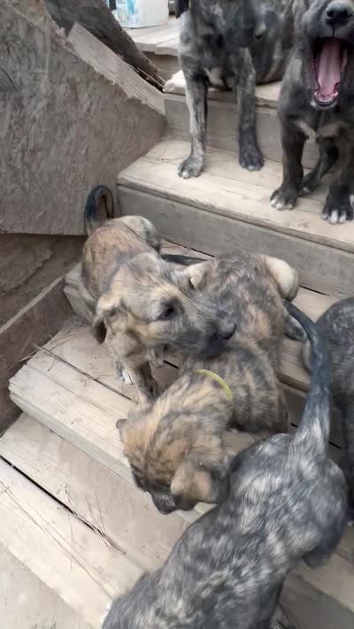 Bertha 907)575-2003, a female Irish Wolfhound for sale in Thompson Falls, MT – 7 of 9