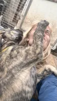 Barbie 907-575-2003, a female Irish Wolfhound for sale in Thompson Falls, MT – 8 of 9