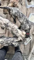 Barbie 907-575-2003, a female Irish Wolfhound for sale in Thompson Falls, MT – 4 of 9