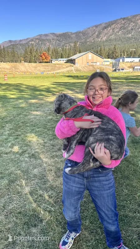 Brooke 907-575-2003, a female Irish Wolfhound for sale in Thompson Falls, MT – 1 of 9