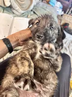 Barbie , a female Irish Wolfhound for sale in Thompson Falls, MT – 3 of 6