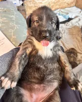 Capone, a male Irish Wolfhound for sale in Thompson Falls, MT – 9 of 10