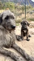 Bertha 907)575-2003, a female Irish Wolfhound for sale in Thompson Falls, MT – 5 of 9