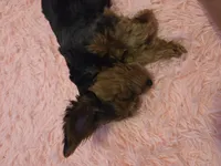 Pippin, a male Yorkipoo for sale in Louisville, KY – 7 of 9