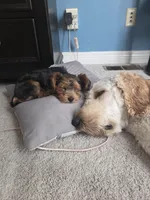 Pippin, a male Yorkipoo for sale in Louisville, KY – 2 of 9