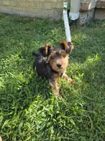 Pippin, a male Yorkipoo for sale in Louisville, KY – 5 of 9