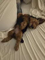 Pippin, a male Yorkipoo for sale in Louisville, KY – 4 of 9