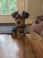 Pippin, a male Yorkipoo for sale in Louisville, KY – 6 of 9