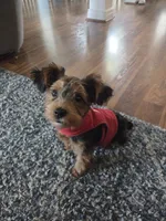 Pippin, a male Yorkipoo for sale in Louisville, KY – 1 of 9